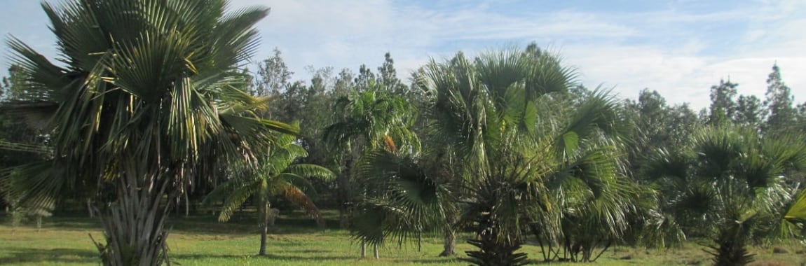 Der Botanische Garten in Pinar del Rio vor der Wiedereröffnung