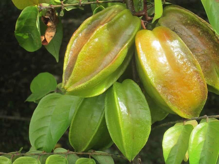 274158027 1380386839041025 4282178290159615545 n